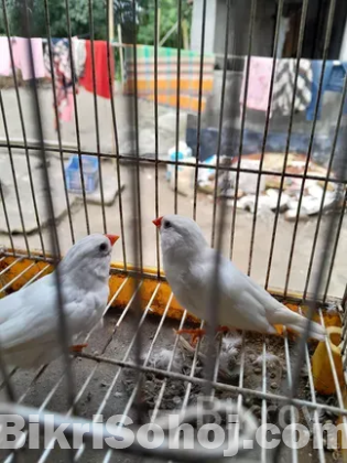 ফিন্স পাখি